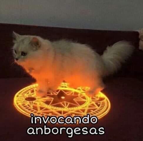 El origen y los memes de la anvorguesa