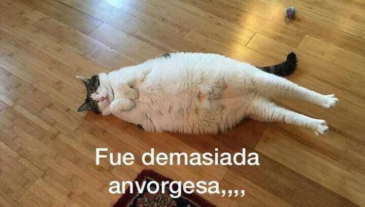 El origen y los memes de la anvorguesa