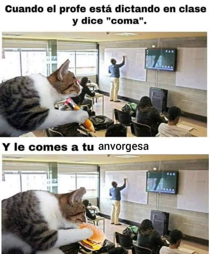 El origen y los memes de la anvorguesa
