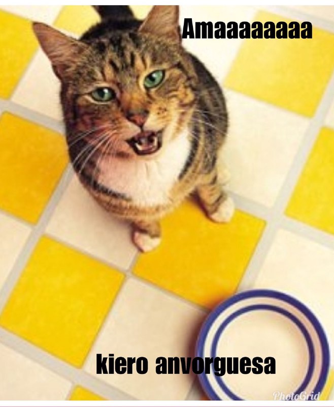 El origen y los memes de la anvorguesa