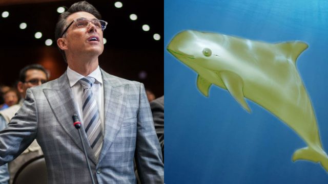 Sergio Mayer Confunde Vaquita Marina, Sergio Mayer, Vaquita Marina, Phocoena Sinus, Vaquita Amarilla Memes, Vaquita Amarilla Sergio Mayer Memes