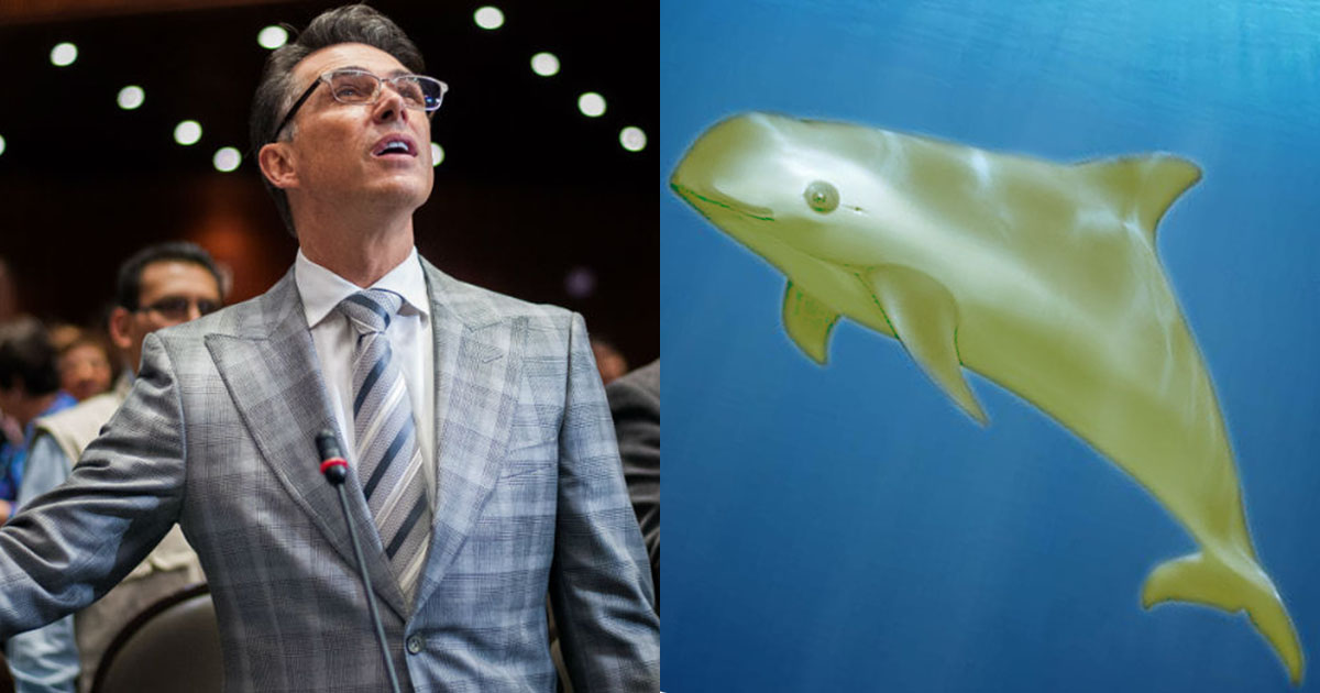 Sergio Mayer Confunde Vaquita Marina, Sergio Mayer, Vaquita Marina, Phocoena Sinus, Vaquita Amarilla Memes, Vaquita Amarilla Sergio Mayer Memes