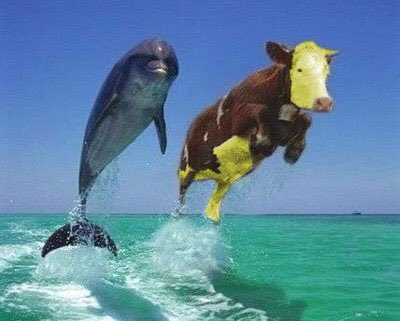 Memes de la vaquita amarilla de sergio mayer
