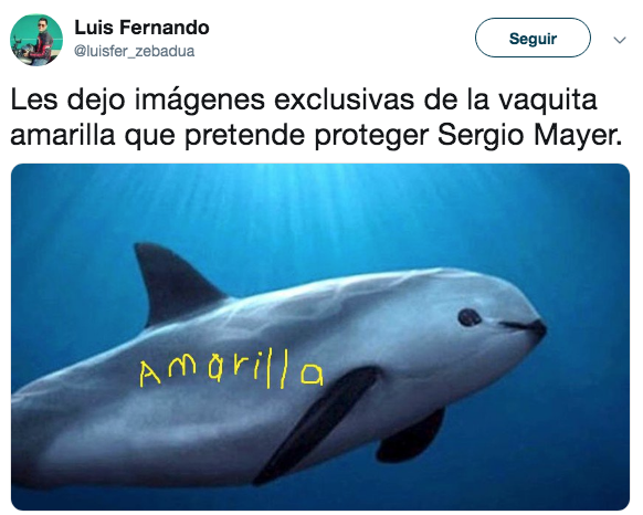 Memes de la vaquita amarilla de Sergio Mayer
