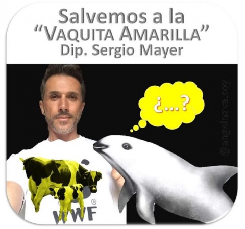 Memes de la vaquita amarilla de Sergio Mayer