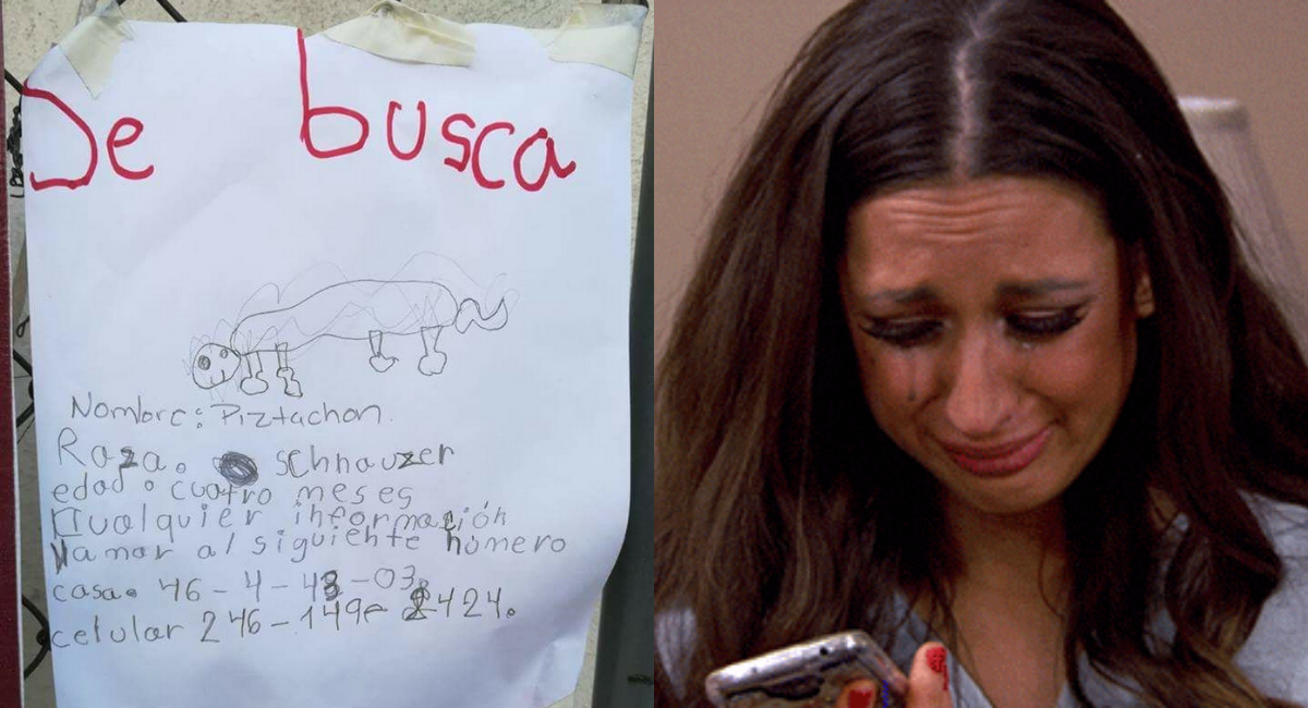 Niño busca a su perro perdido con un dibujo