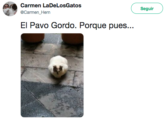 Nombres de los gatos adoptados en Palacio Nacional