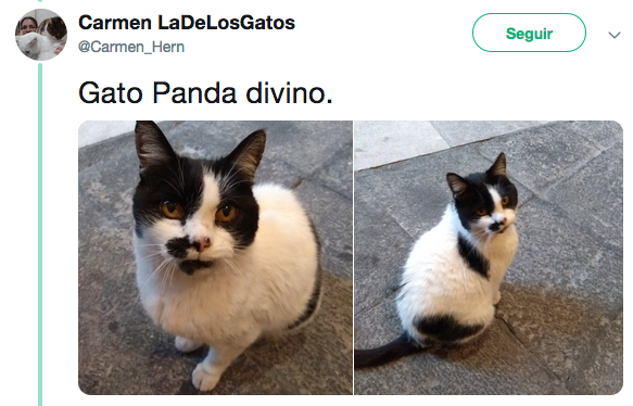 Nombres de los gatos adoptados en Palacio Nacional