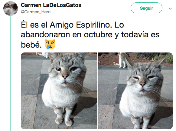 Nombres de los gatos adoptados en Palacio Nacional