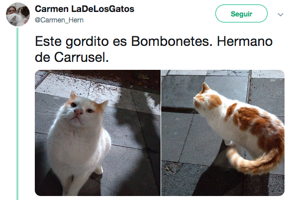 Nombres de los gatos adoptados en Palacio Nacional