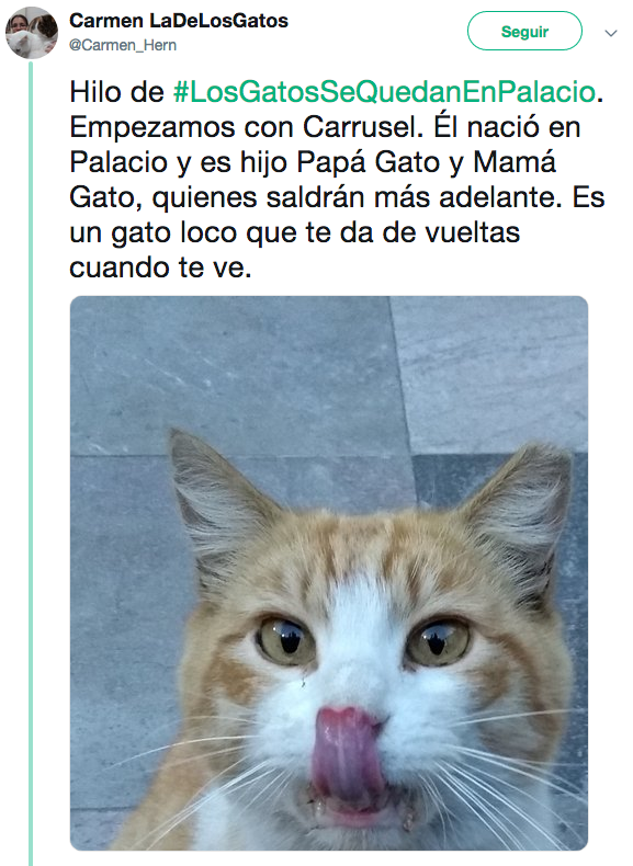 Nombres de los gatos adoptados en Palacio Nacional