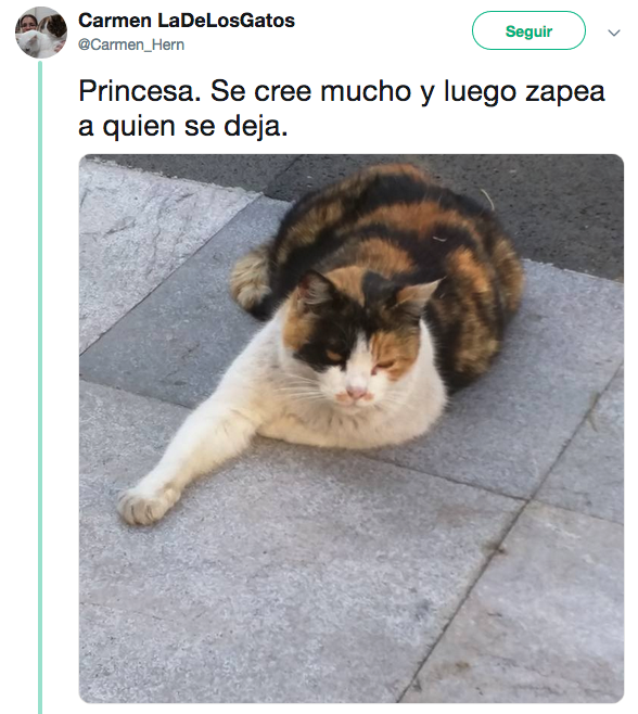 Nombres de los gatos adoptados en Palacio Nacional