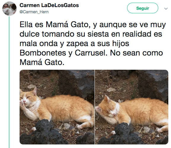 Nombres de los gatos adoptados en Palacio Nacional