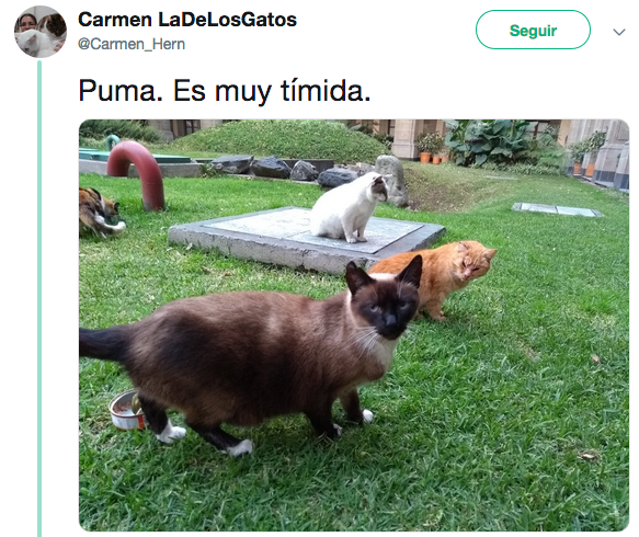 Nombres de los gatos adoptados en Palacio Nacional