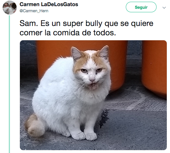 Nombres de los gatos adoptados en Palacio Nacional