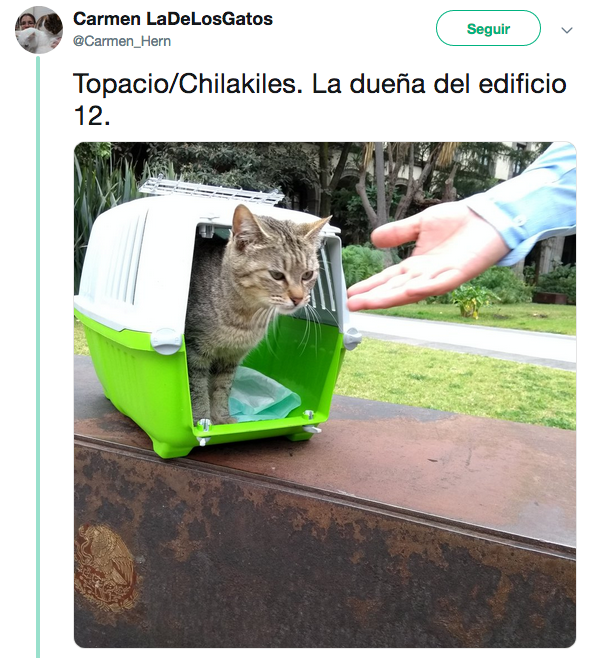 Nombres de los gatos adoptados en Palacio Nacional
