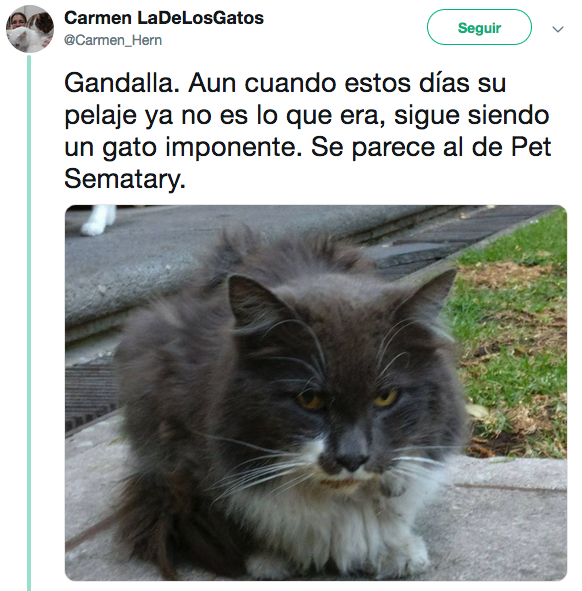 Nombres de los gatos adoptados en Palacio Nacional