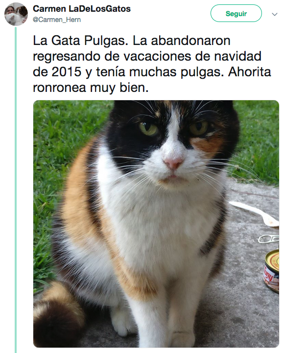 Nombres de los gatos adoptados en Palacio Nacional