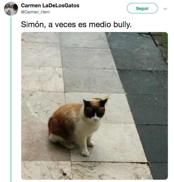 Nombres de los gatos adoptados en Palacio Nacional