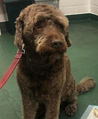 Perro se comió casi 40 mil pesos
