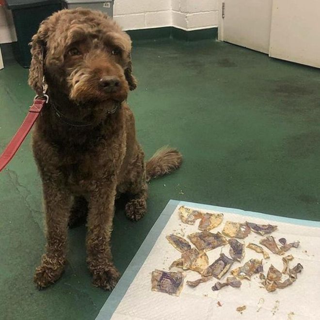 Perro se traga casi 4 mil pesos