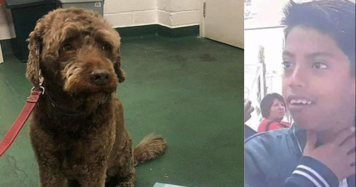 Perro Se Traga 4 Mil Pesos, Perro Ozzie Que Comió Dinero, Perro Come Dinero, Perro Come Cosas, Perro Traga Cuatro Mil Pesos, Perros
