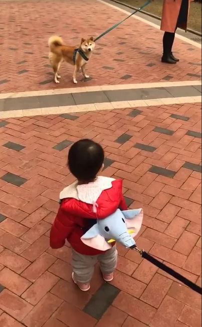 Elo Mito: recuento de videos y fotos de perros