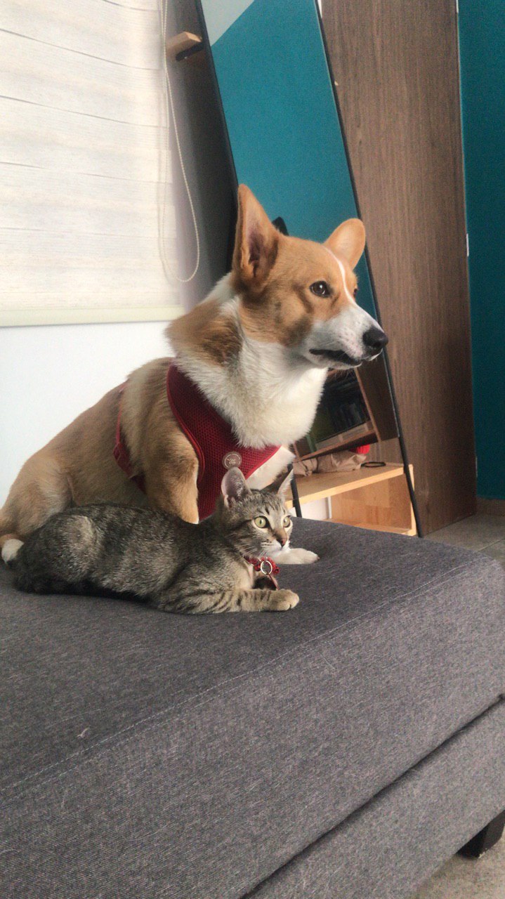 Viernes de animalitosbebé para curarte la drepresión