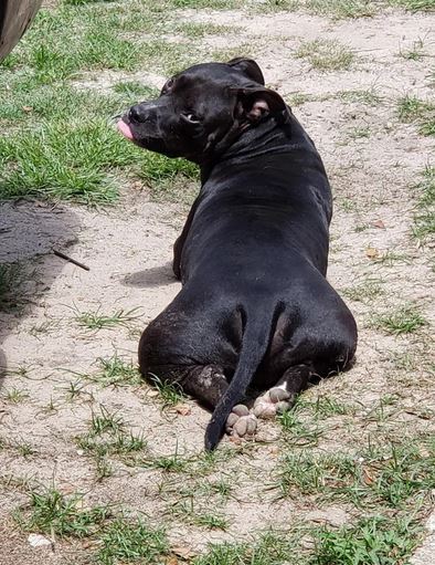 Elo Mito: recuento de videos y fotos chistosos de perros