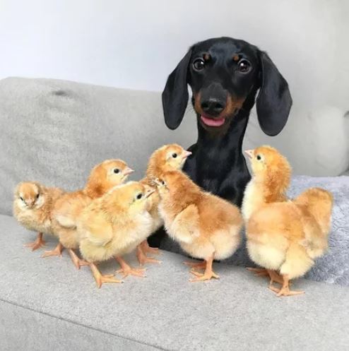 Elo Mito: recuento de videos y fotos chistosos de perros