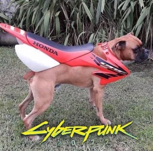 Elo Mito: recuento de videos y fotos chistosos de perros