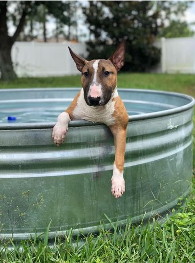 Elo Mito: recuento de videos y fotos chistosos de perros