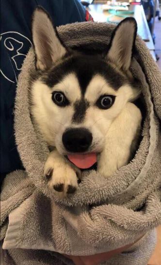 Elo Mito: recuento de videos y fotos chistosos de perros