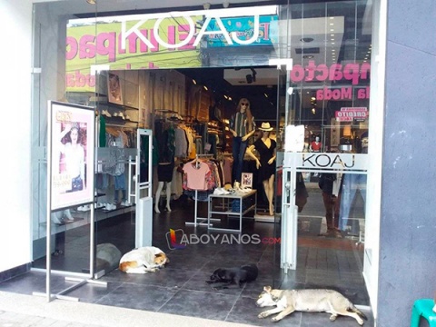 Tienda de ropa refugia perros del calor en Colombia