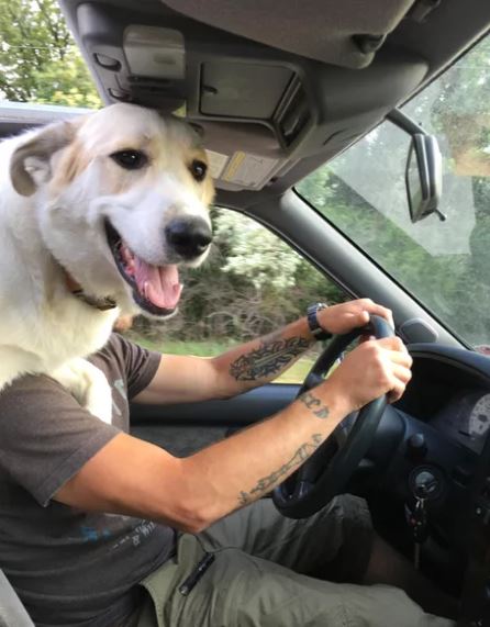 Elo Mito: recuento de videos y fotos chistosos de perros