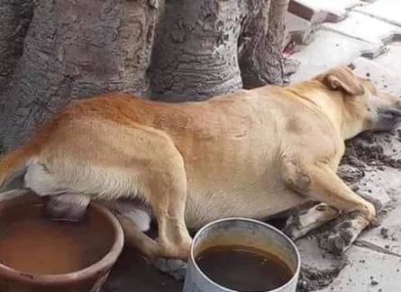 Elo Mito: recuento de videos y fotos chistosos de perros