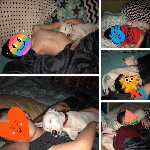 Elo Mito: recuento de videos y fotos chistosos de perros