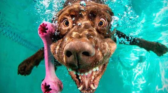 Elo Mito: recuento de videos y fotos chistosos de perros