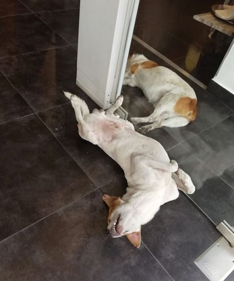 Tienda de ropa refugia perros del calor en Colombia