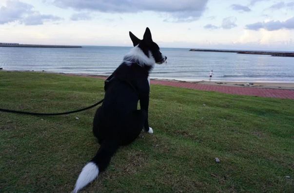 Elo Mito: recuento de videos y fotos chistosos de perros
