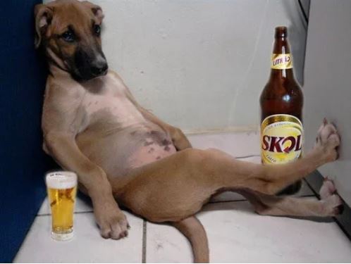 Elo Mito: recuento de videos y fotos chistosos de perros