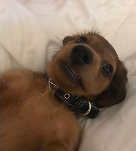 Elo Mito: recuento de videos y fotos chistosos de perros