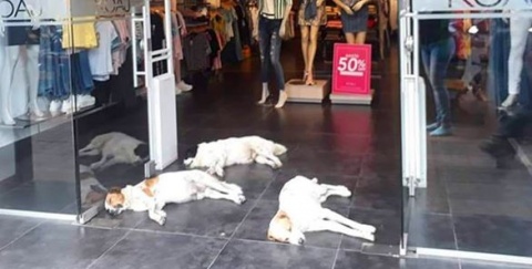 Tienda de ropa refugia perros del calor en Colombia