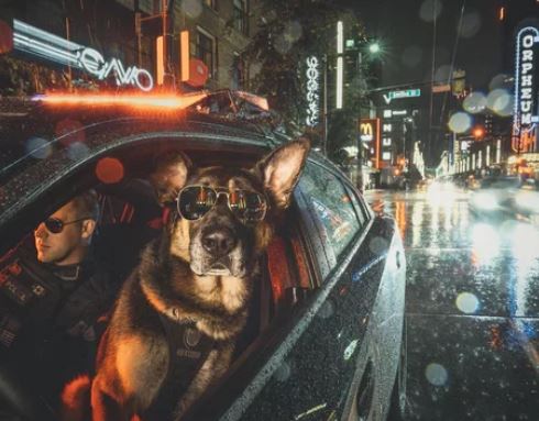 Elo Mito: recuento de videos y fotos chistosos de perros