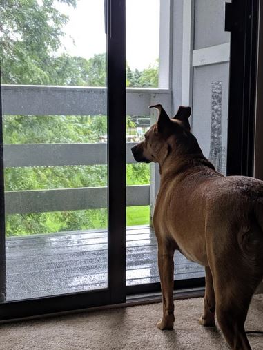 Elo Mito: recuento de videos y fotos chistosos de perros