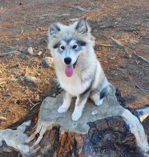 Elo Mito: recuento de videos y fotos chistosos de perros