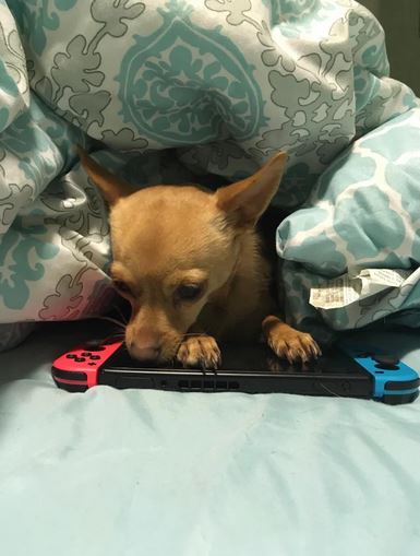 Elo Mito: recuento de videos y fotos chistosos de perros