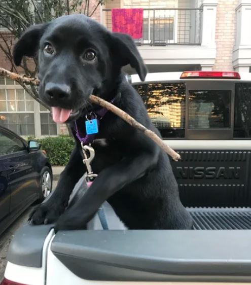Elo Mito: recuento de videos y fotos chistosos de perros