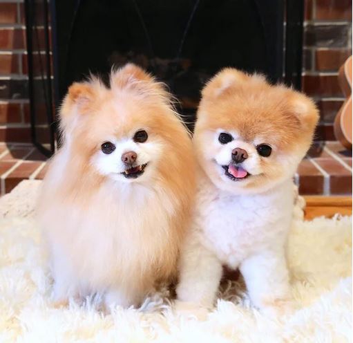 Elo Mito: recuento de videos y fotos chistosos de perros