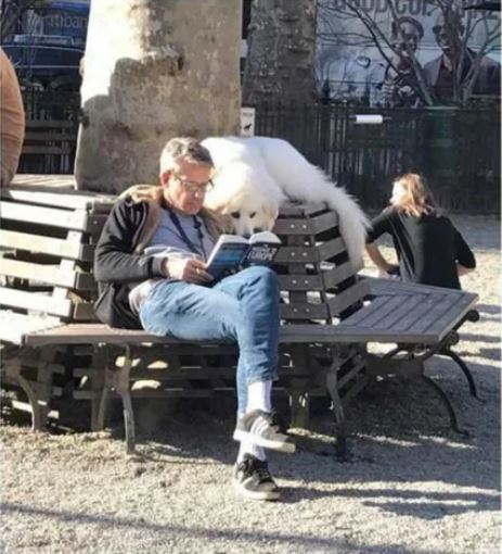 Elo Mito: recuento de videos y fotos chistosos de perros